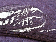 Dragonfly Mountains