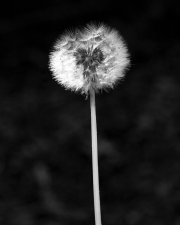 Dandie Heart